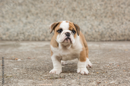 Fototapeta Naklejka Na Ścianę i Meble -  Cute English Bulldog Puppies 