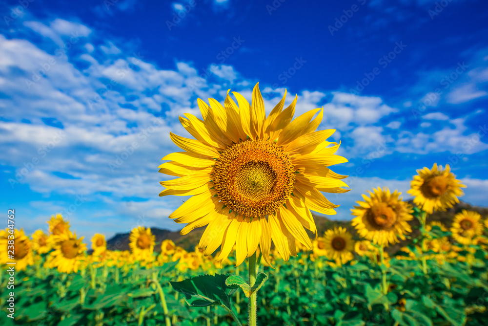 Sunflower farm at wat khao jeen lae Lopburi province,Thailand. Sunflower farm at wat khao jeen lae Lopburi province,Thailand.