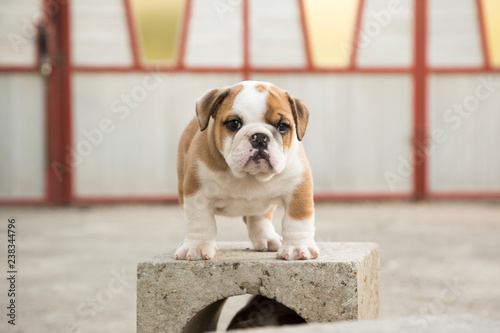 Fototapeta Naklejka Na Ścianę i Meble -  Cute English Bulldog Puppies 