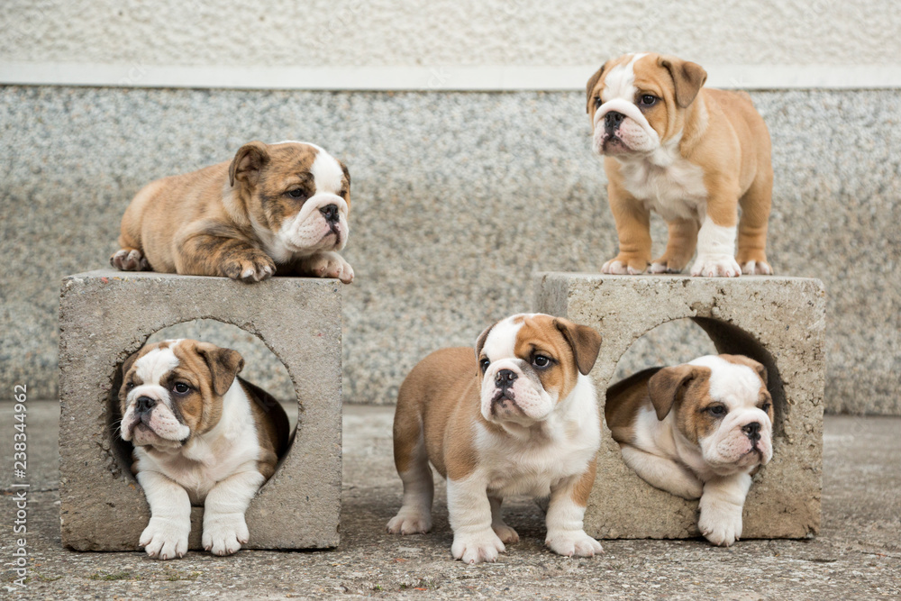 Obraz premium Cute English Bulldog Puppies 