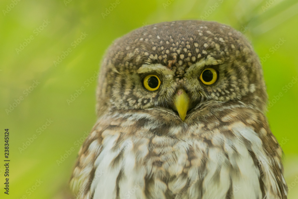 Fototapeta premium Eurasian Pygmy Owl / Glaucidium passerinum