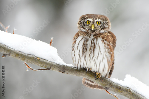 Fototapeta Naklejka Na Ścianę i Meble -  Eurasian Pygmy Owl / Glaucidium passerinum