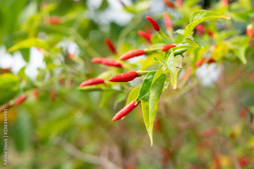 red bird Chilli on barch with green leafs red bird Chilli on barch with green leafs