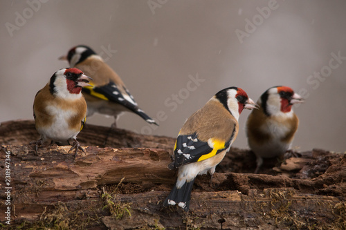 European Goldfinch, Carduelis carduelis