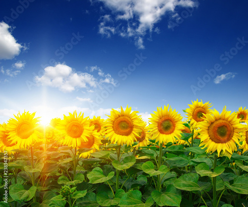 Fototapeta Naklejka Na Ścianę i Meble -  field of sunflowers
