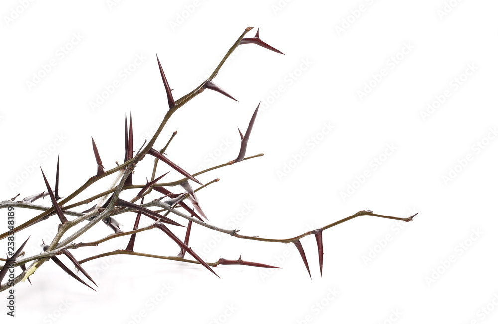Fototapeta premium Acacia tree branch with thorns isolated on white background