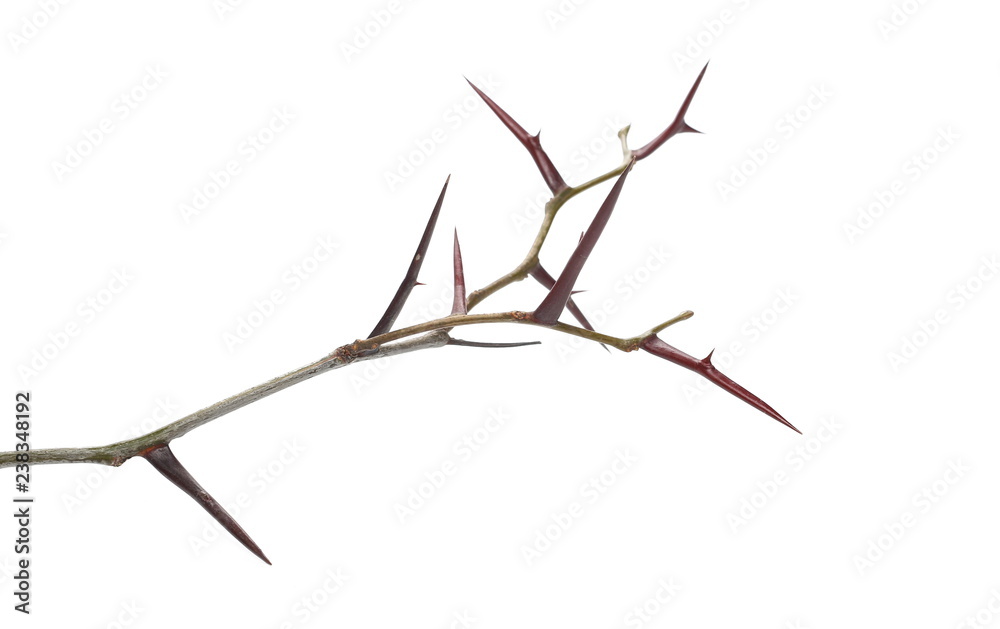 Fototapeta premium Acacia tree branch with thorns isolated on white background