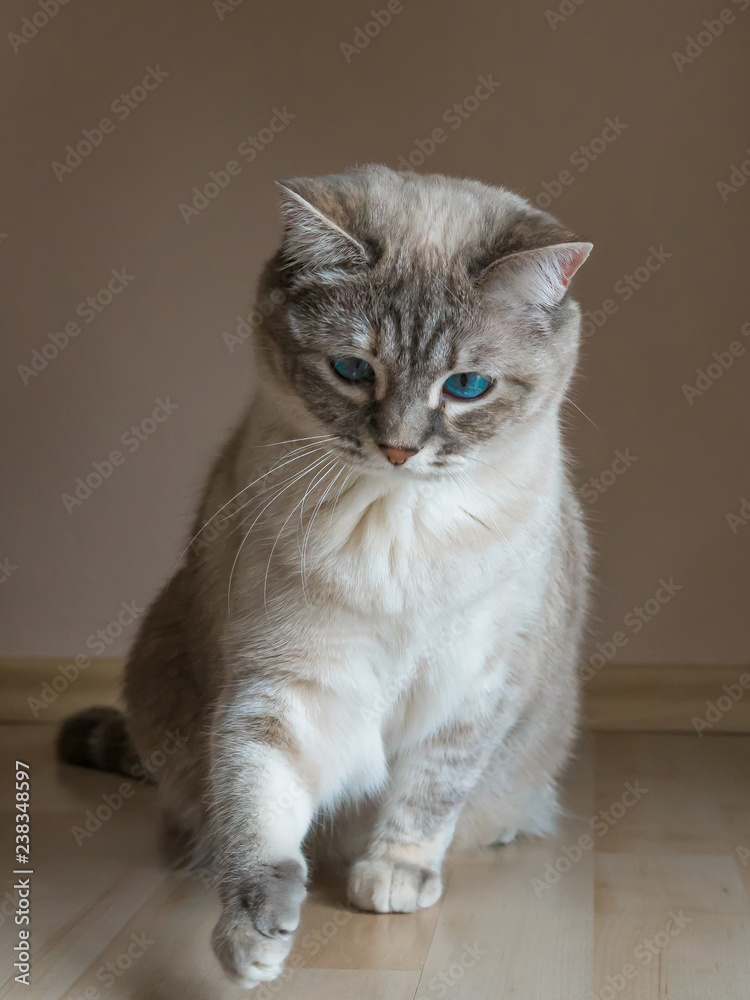 Cat with Blue Eyes Reaching Out
