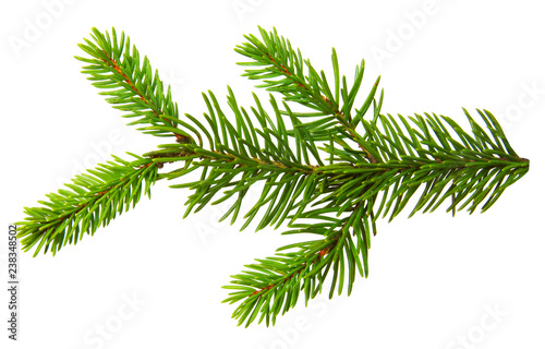 Fir branch isolated on white