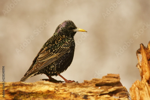 Common Starling, Sturnus vulgaris