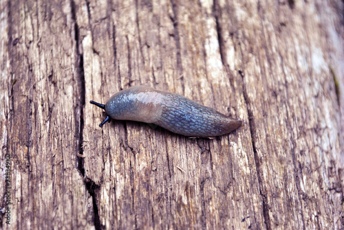 Deroceras agreste (field slug, grey field slug, milky slug, northern field slug) crawling on old shabby wooden surface, close up macro detail