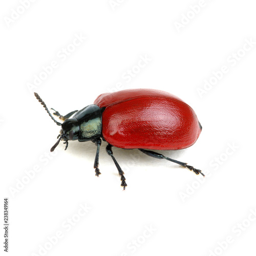 red beetle on a white