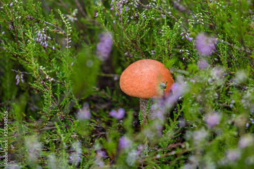 Mushroom iin the grass photo