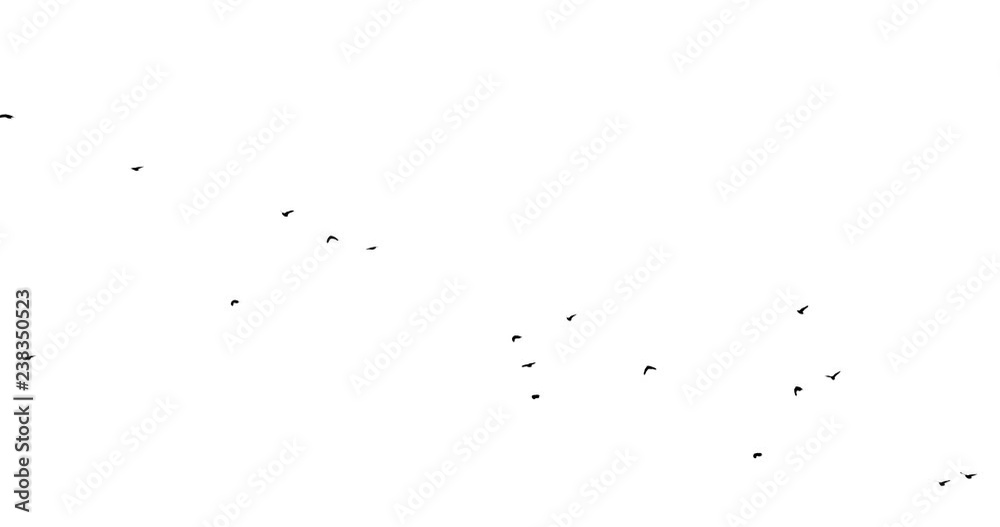 A flock of black birds on a white background flies from left . Ravens in pack A flock of black birds on a white background flies from left . Ravens in pack