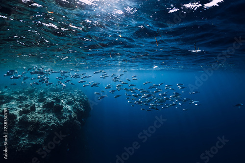 Fototapeta Underwater wildlife with school tuna fish in ocean at coral reef