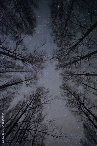 Night sky with stars above birch forest