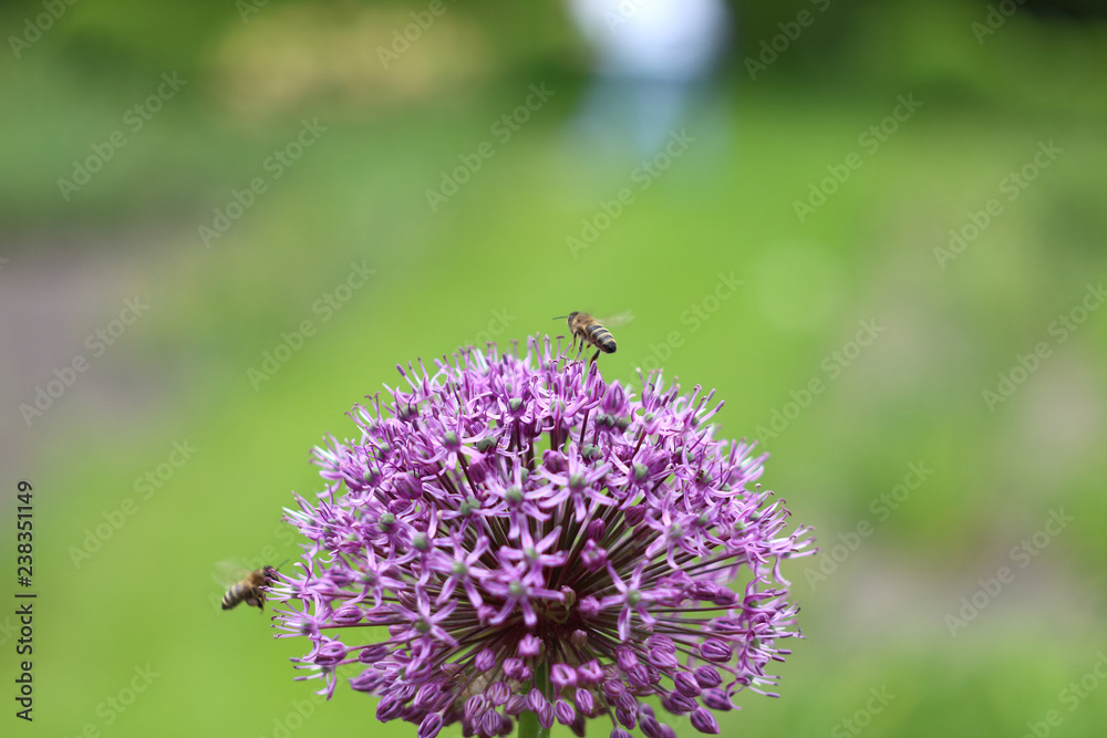 Bee on flower Bee on flower