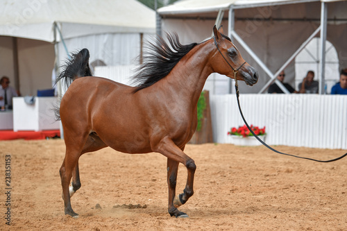The Arabian Horse 