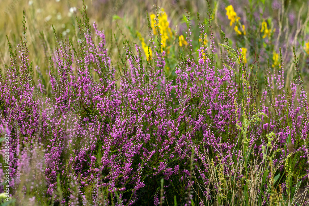 Field of purple flowers Field of purple flowers