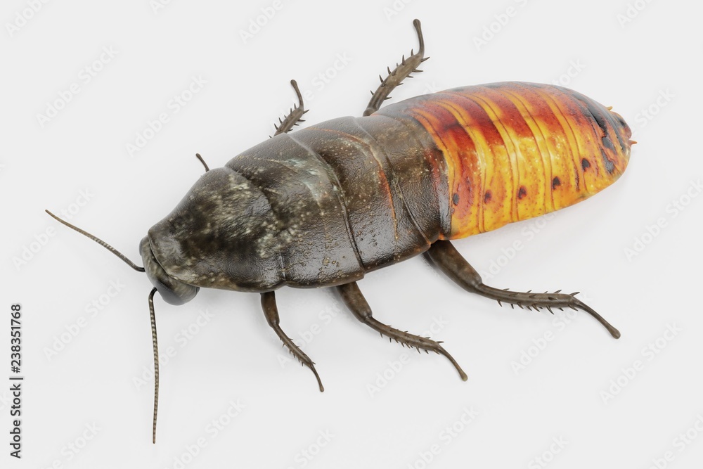 Realistic 3D Render of Hissing Cockroach Realistic 3D Render of Hissing Cockroach