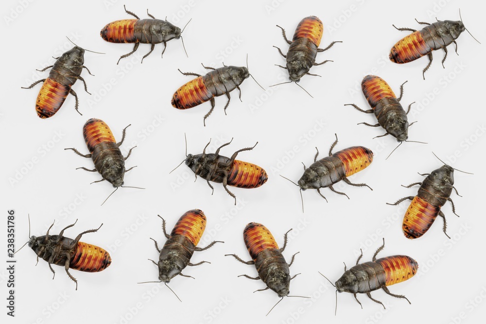 Realistic 3D Render of Hissing Cockroaches Realistic 3D Render of Hissing Cockroaches
