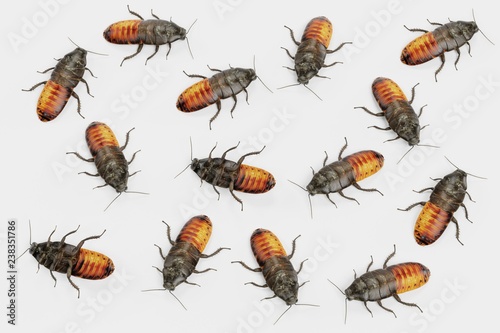 Realistic 3D Render of Hissing Cockroaches © bescec