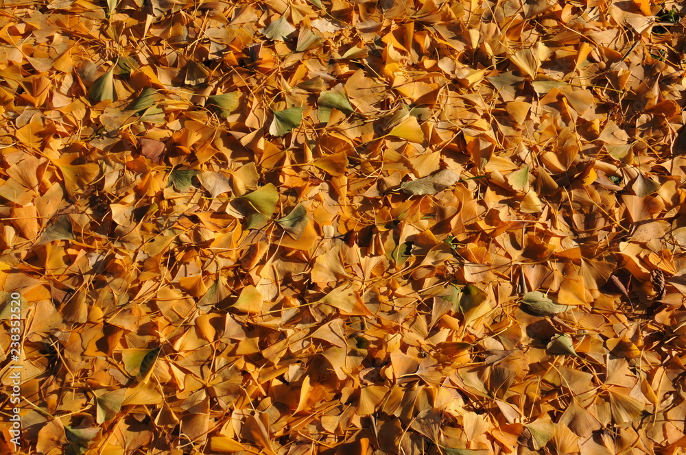 autumn leaves background