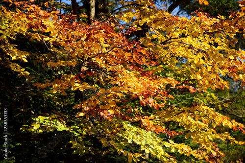 Autumn forest landscape on a sunny day