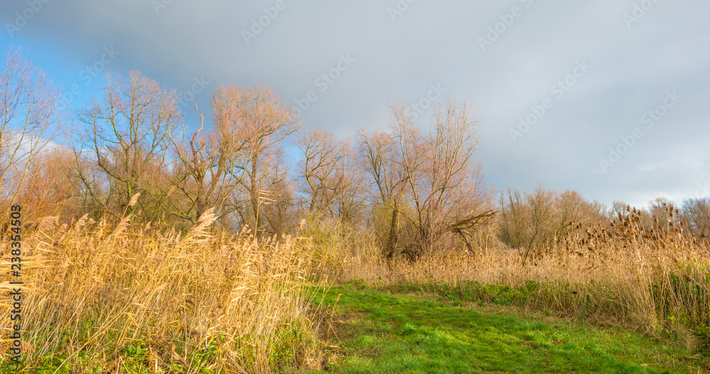 Trees along a field in sunlight at fall Trees along a field in sunlight at fall