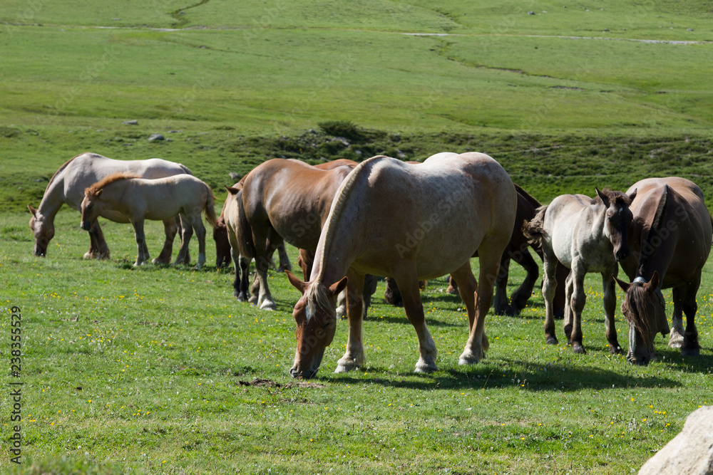 Caballos en el pardo comiendo Caballos en el pardo comiendo