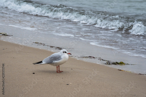 Baltic sea dust nature outdoor