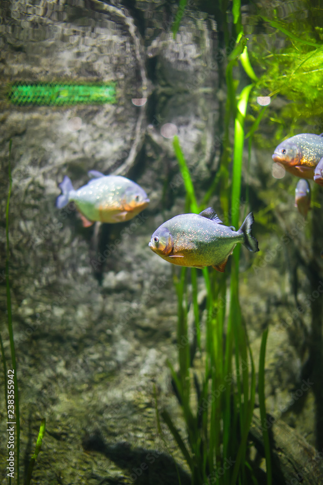 Fototapeta premium Piranha in an aquarium on a green background