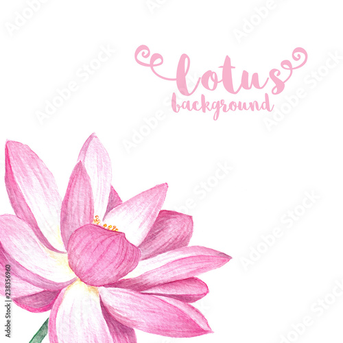 Pink lotus isolated on white