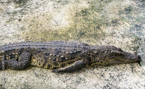 Crocodile lies on the concrete