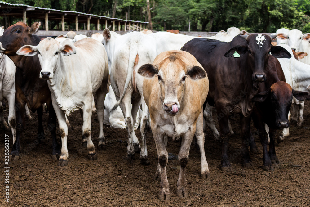 cows on farm cows on farm