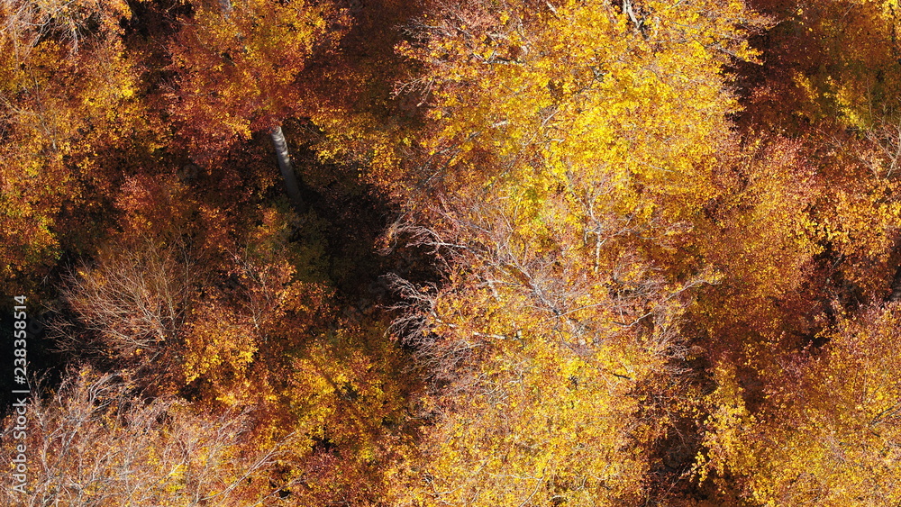Herbstbäume Herbstbäume