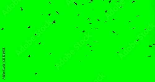 a flock of black big birds circling and flying away to the green screen