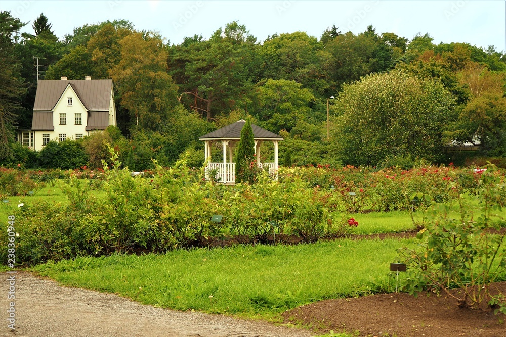 Rose garden and green trees in the Botanic Garden in Tallinn, Estonia Rose garden and green trees in the Botanic Garden in Tallinn, Estonia