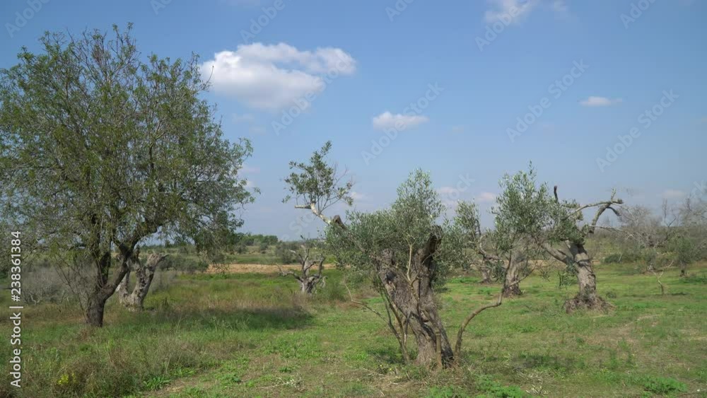 Campagna con ulivi