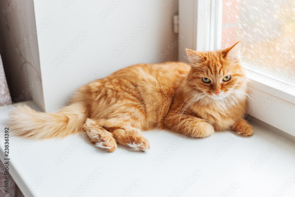 Cute ginger cat siting on window sill and waiting for something. Fluffy snowfall behind window glass.