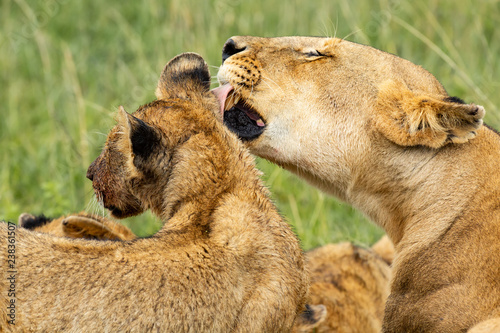 Fototapeta Naklejka Na Ścianę i Meble -  Lioness licking her cub after lunch 