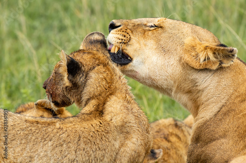 Fototapeta Naklejka Na Ścianę i Meble -  Lioness licking her cub after lunch 