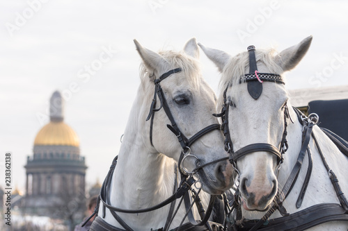 Fototapeta Naklejka Na Ścianę i Meble -  Two white horses love each other in St. Petersburg on the background of St. Isaac's Cathedral.