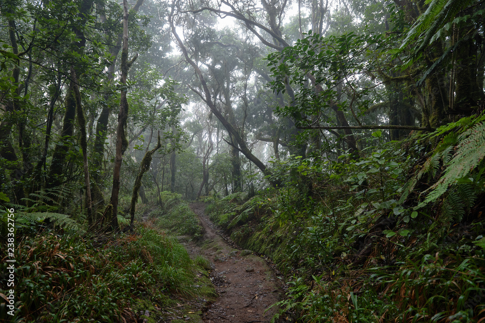 Beautiful forest on a rainy day.Hiking trail. Anaga Rural Park - ancient forest on Tenerife, Canary Islands. Beautiful forest on a rainy day.Hiking trail. Anaga Rural Park - ancient forest on Tenerife, Canary Islands.