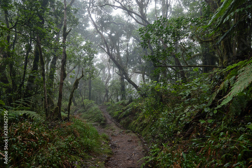 Fototapeta Naklejka Na Ścianę i Meble -  Beautiful forest on a rainy day.Hiking trail. Anaga Rural Park - ancient forest on Tenerife, Canary Islands.