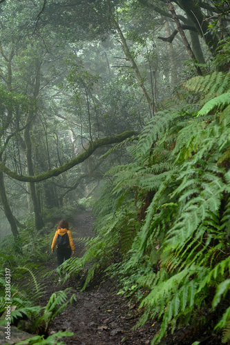 Beautiful forest on a rainy day.Hiking trail. Anaga Rural Park - ancient forest on Tenerife, Canary Islands.