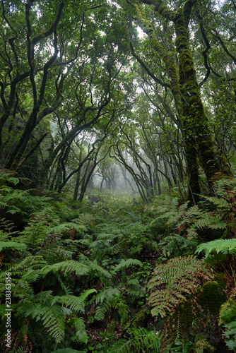 Beautiful forest on a rainy day.Hiking trail. Anaga Rural Park - ancient forest on Tenerife  Canary Islands.