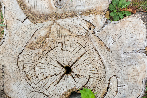 Texture and background, cut of a wooden stump in the avenue of the Peter and Paul Fortress in St. Petersburg