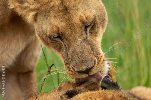 Fototapeta Naklejka Na Ścianę i Meble -  Lioness licking her cub after lunch 