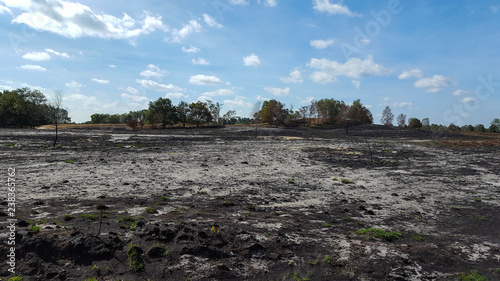 Area burnt by forest and heath fire, Maasduinen National Park, Limburg, Netherlands